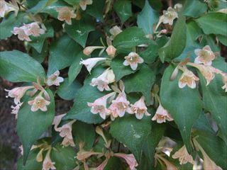 コツクバネウツギ